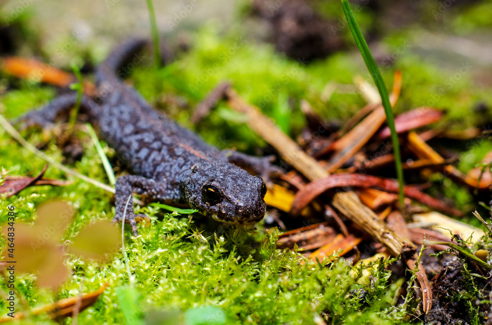 Alpine newt (Ichthyosaura alpestris) is a species of newt native to continental Europe and introduced to Great Britain and New Zealand.