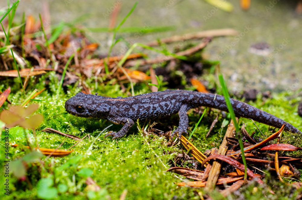 Alpine newt (Ichthyosaura alpestris) is a species of newt native to continental Europe and introduced to Great Britain and New Zealand. Alpine newt (Ichthyosaura alpestris) is a species of newt native to continental Europe and introduced to Great Britain and New Zealand.