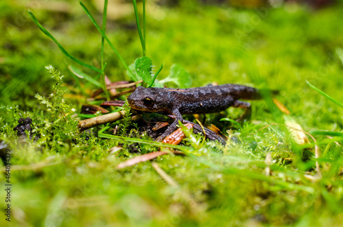 Alpine newt  Ichthyosaura alpestris  is a species of newt native to continental Europe and introduced to Great Britain and New Zealand.