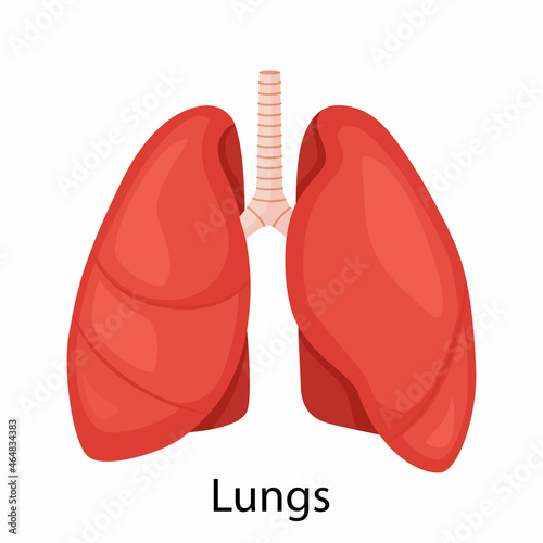 Lungs icon, flat style. Internal organs of the human, design element, logo. Anatomy, medicine concept. Healthcare. Isolated on white background. Vector illustration