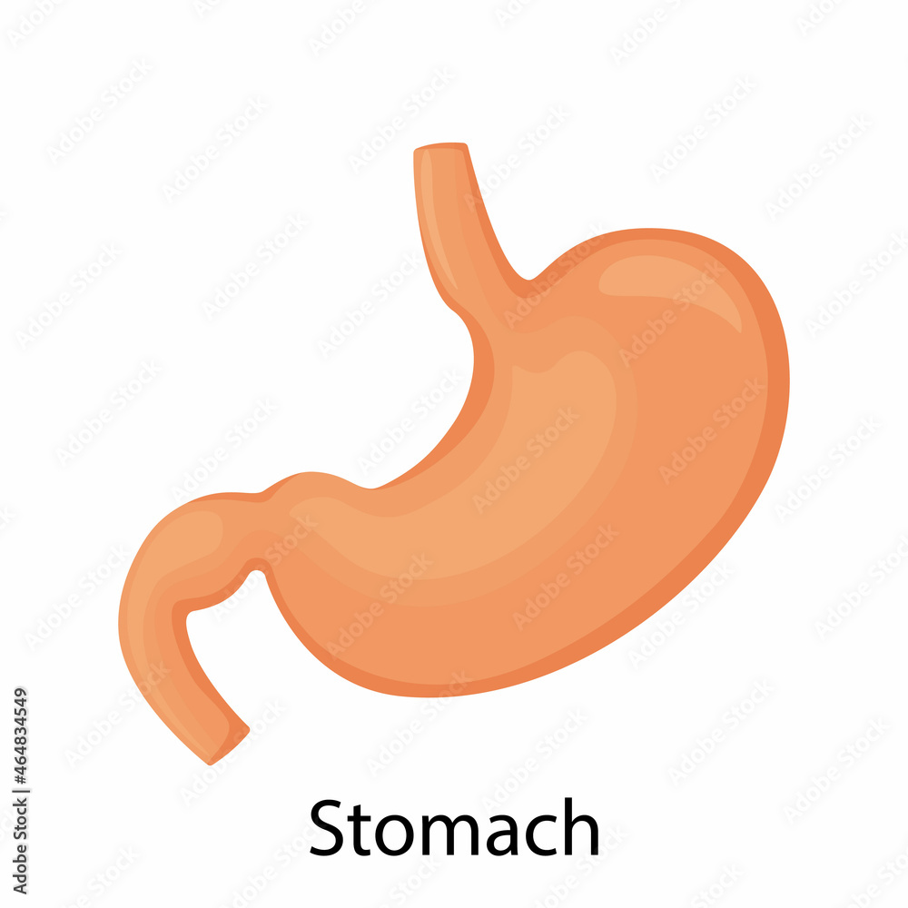 Fototapeta premium Stomach icon. Human internal organs symbol. Digestive system anatomy. Vector illustration in flat style isolated on white background