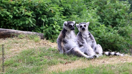 two lemur cattas sitting on grass
 photo