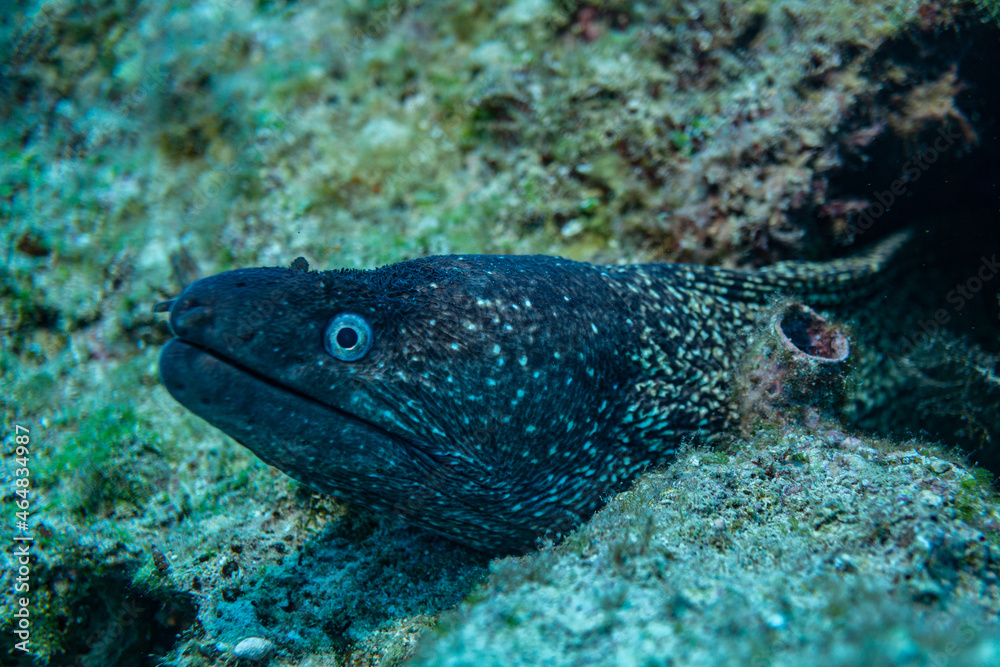 Muräne im ionischen Meer Muräne im ionischen Meer