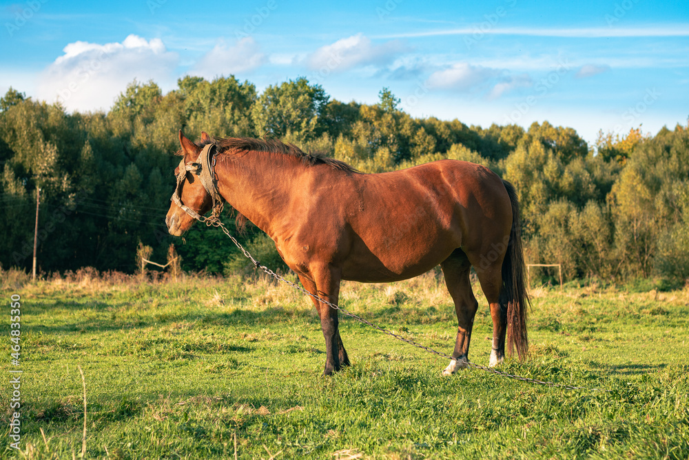 horse in the meadow. Agriculture. the horse grazes on a leash. horse on a leash. horse in the middle of the field. chestnut horse on a green meadow. horse in the meadow. Agriculture. the horse grazes on a leash. horse on a leash. horse in the middle of the field. chestnut horse on a green meadow.