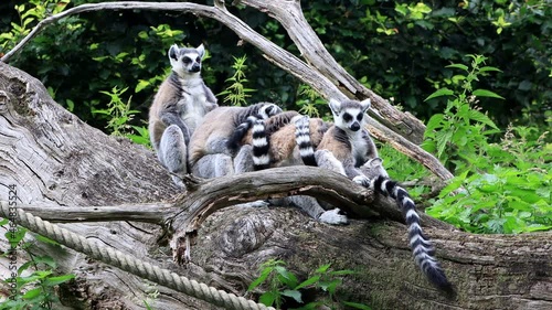 Lemur Cattas sitting on a old felled tree
 photo