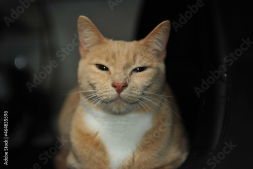 The imperturbable red cat lies and falls asleep