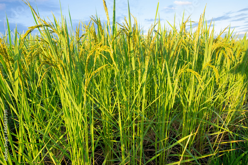 Close-up of the rice ears. rice ears with blue sky and clouds background.