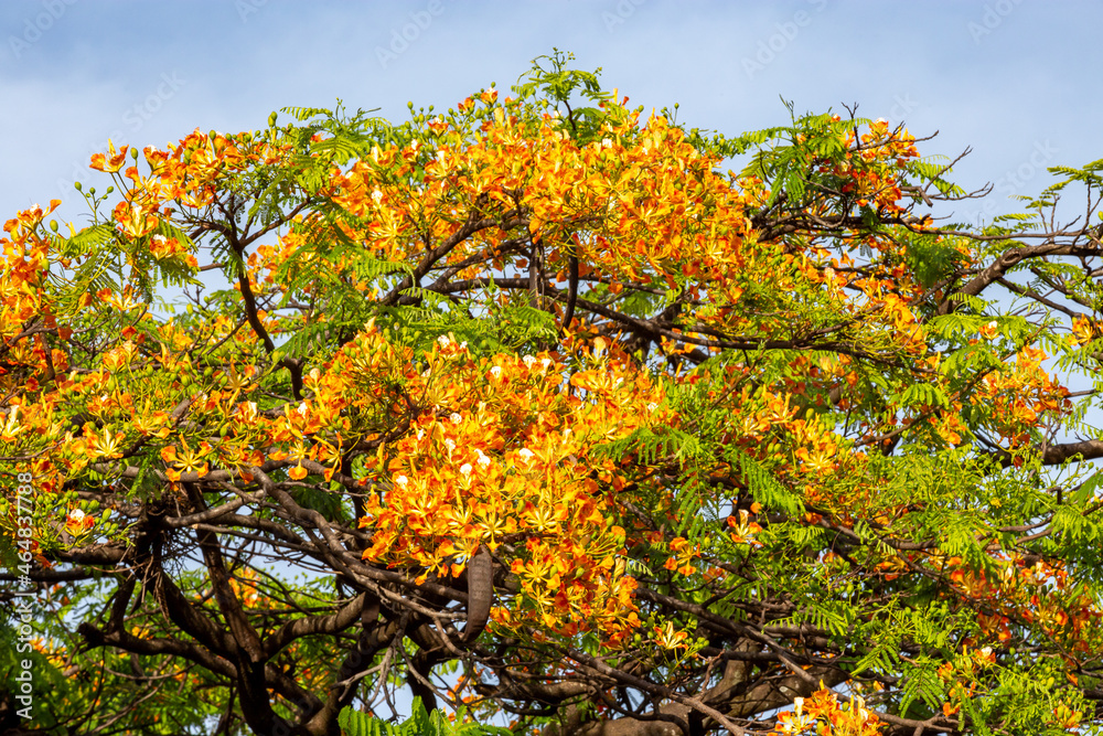 Fototapeta premium The rare yellow flamboyant in a panoramic scene with selective focus