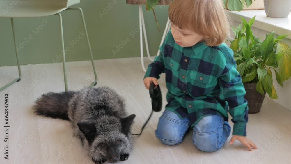 A child and his pet fox, portrait. Wild tamed animal indoor, house, room. Love and friendship, care for the animal. Friends together. boy strokes cute calm quiet fox A child and his pet fox, portrait. Wild tamed animal indoor, house, room. Love and friendship, care for the animal. Friends together. boy strokes cute calm quiet fox
