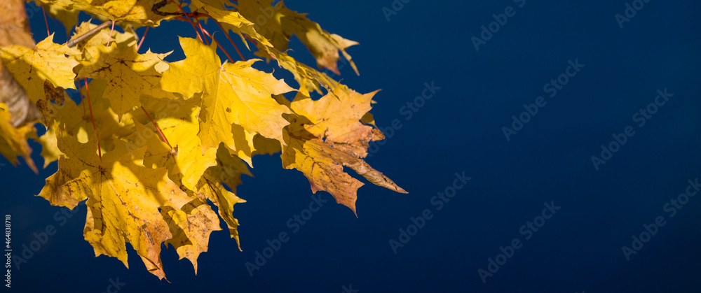 Bright colorful maple leaves float in the wind on dark blue background. Beautiful wide view of bright autumn leaves in the park on a sunny day Bright colorful maple leaves float in the wind on dark blue background. Beautiful wide view of bright autumn leaves in the park on a sunny day