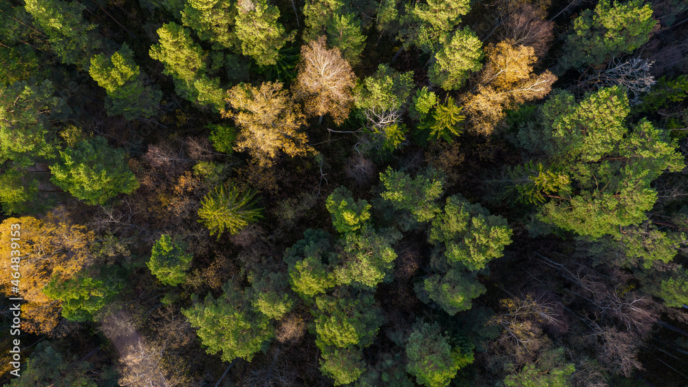 Directly above aerial drone full frame shot of green emerald pine forests and yellow foliage groves with beautiful texture of treetops. Beautiful fall season scenery. Mountains in autumn golden colors