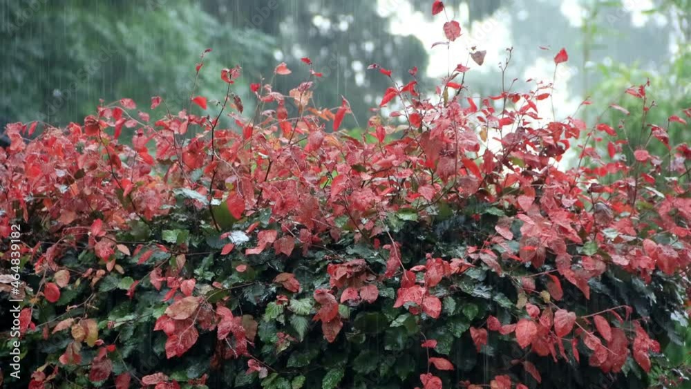 strong rain on beech hedge Fagus sylvatica
strong rain on beech hedge Fagus sylvatica
