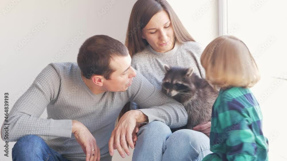 The family plays with a domestic raccoon on a white background, isolate. Exotic pet, love and care. Indoor, the house. People are happy and smiling. laughter, funny raccoon The family plays with a domestic raccoon on a white background, isolate. Exotic pet, love and care. Indoor, the house. People are happy and smiling. laughter, funny raccoon