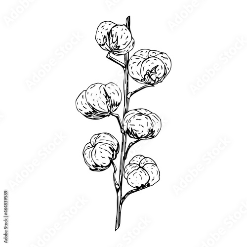Branch with cotton flowers, sketch, black outline isolated on white background, stock illustration for design and decor