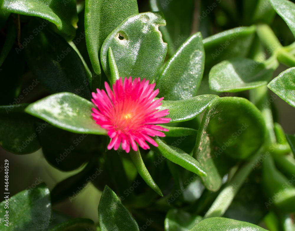 La U a De Gato Carpobrotus Edulis Es Una Especie De Plantas De La la-u-a-de-gato-carpobrotus-edulis-es-una-especie-de-plantas-de-la
