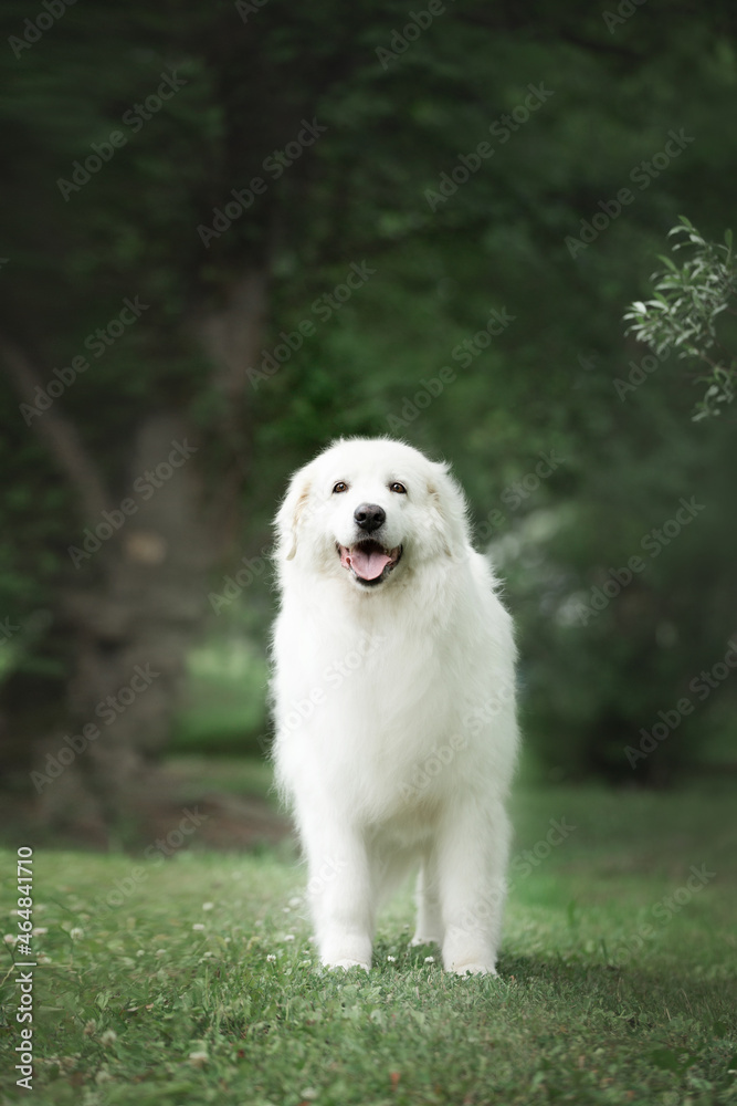 Beautiful maremma sheepdog. Big white fluffy dog breed maremmano abruzzese shepherd standing in the forest in summer