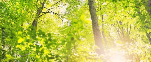 Panoramic view of the green summer beech forest. Sunlight through the mighty trees. Environmental conservation, ecology, pure nature, ecotourism. Idyllic landscape photo