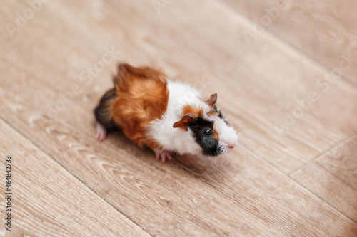Close-Up Of A Guinea Pig Eating a leaf Of grass On A Floorboard. a fluffy pet eats fresh grass.Copy space