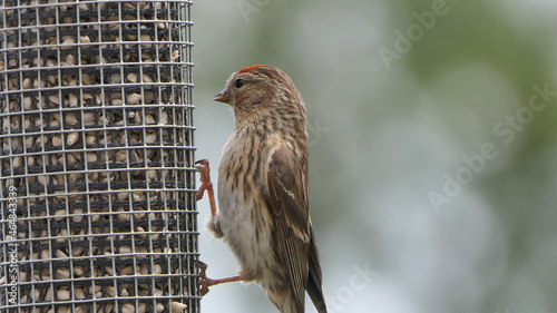 Lesser Redpoll feeding from a Feeder at bird table in UK photo