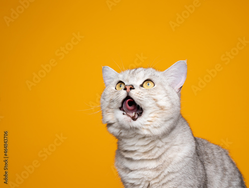 hungry silver tabby british shorthair cat rolling tongue licking lips while looking up curiously on yellow background with copy space © FurryFritz