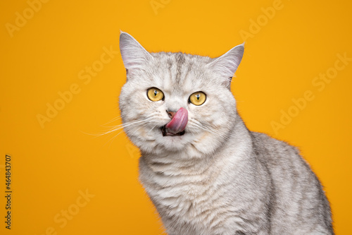 cute silver tabby british shorthair cat hungry licking lips showing tongue looking at camera on yellow background © FurryFritz