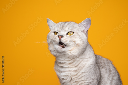 displeased silver tabby british shorthair cat meowing making funny face on yellow background with copy space © FurryFritz