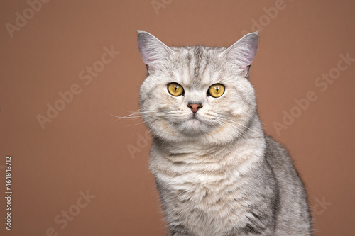 fluffy silver shaded tabby british shorthair cat portrait on brown background with copy space
