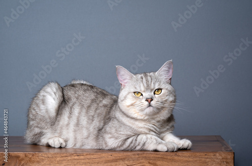 side view of a silver tabby shaded british shorthair cat resting on wooden table looking at camera on gray background with copy space © FurryFritz