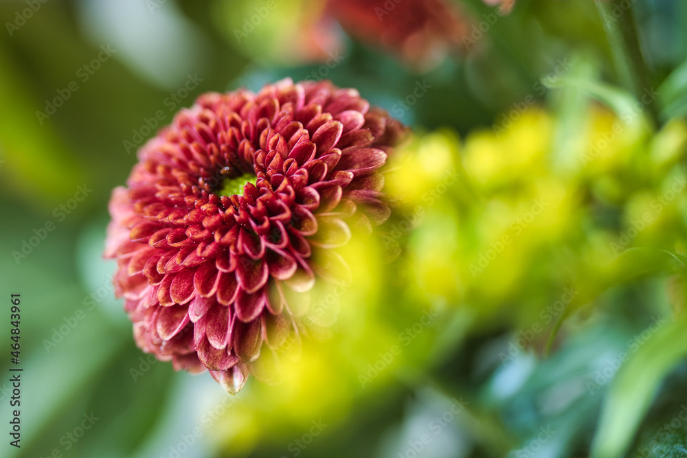 Close up of a fresh red chrysanthemum on a background of yellow and green petals. Colorful autumn flowers bouquet with selective focus and copy space.
Close up of a fresh red chrysanthemum on a background of yellow and green petals. Colorful autumn flowers bouquet with selective focus and copy space.