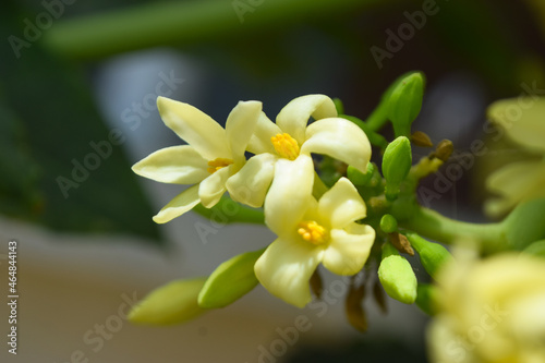 Papaya flowers white yellowish seeds fruit green leaf  pawpaw pollen Food plant bloom green background floral photo