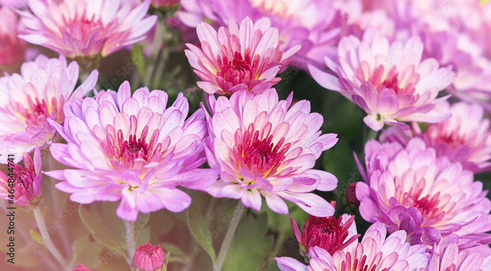 Obraz premium Bush of pink chrysanthemums, selective focus. Autumn background