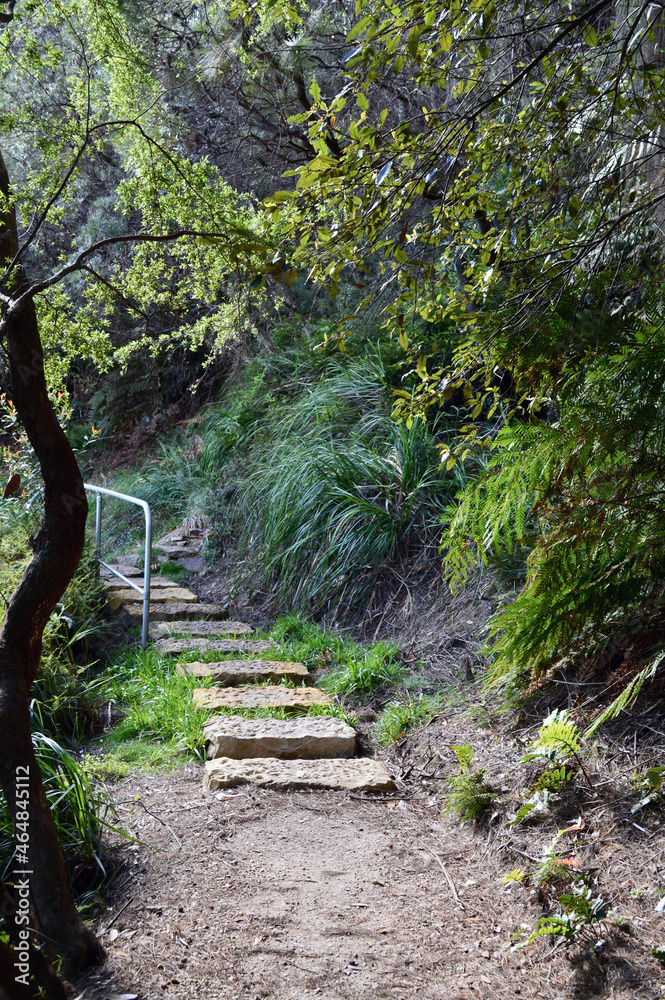 Obraz premium footpath in the forest