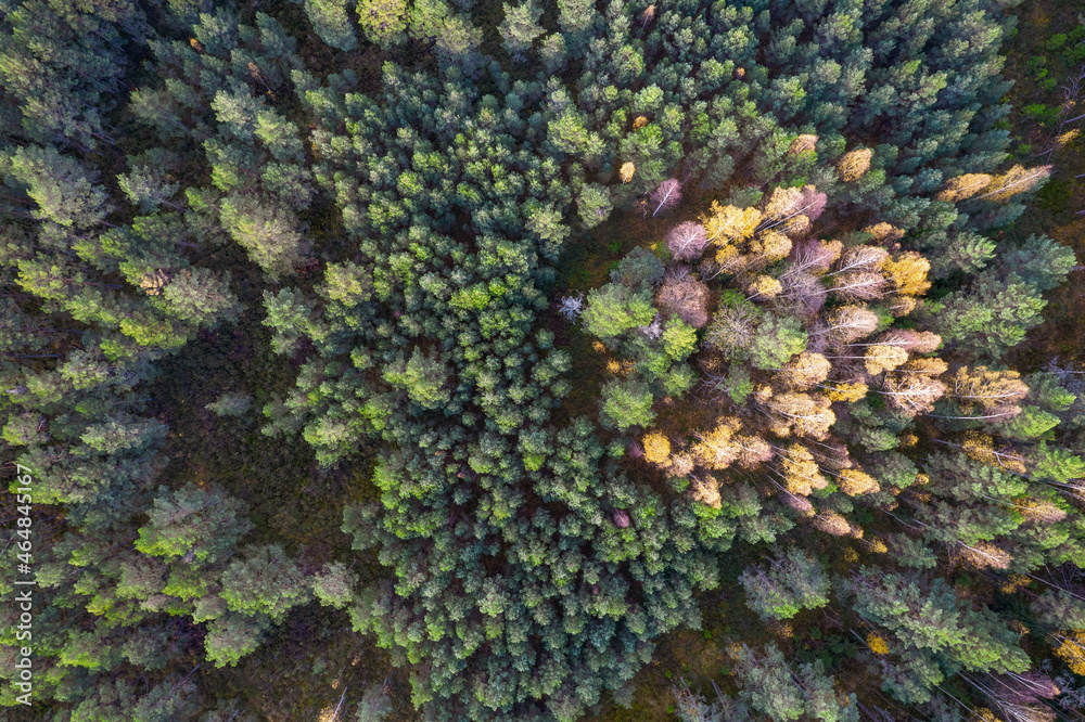 Directly above aerial drone full frame shot of green emerald pine forests and yellow foliage groves with beautiful texture of treetops. Beautiful fall season scenery. Mountains in autumn golden colors Directly above aerial drone full frame shot of green emerald pine forests and yellow foliage groves with beautiful texture of treetops. Beautiful fall season scenery. Mountains in autumn golden colors