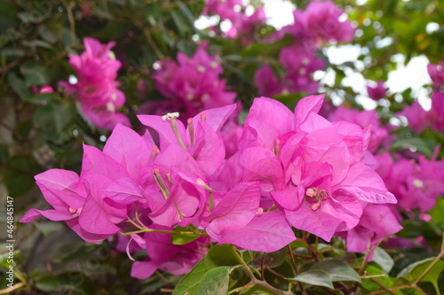 Pink flowers close up  flower in garden red color  flora background nature door gate green plants photo