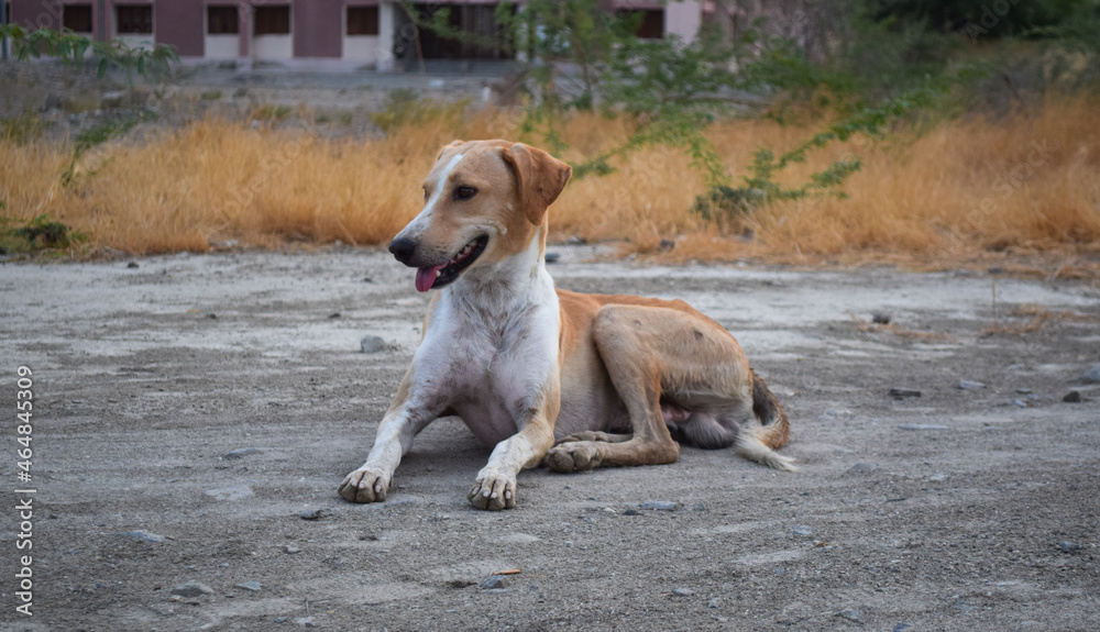 Street dog close up homeless animal photo Street dog close up homeless animal photo