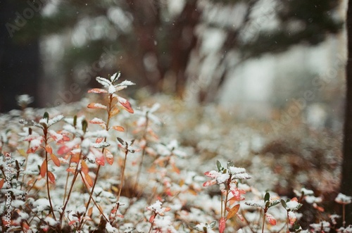 snowy landscape photo