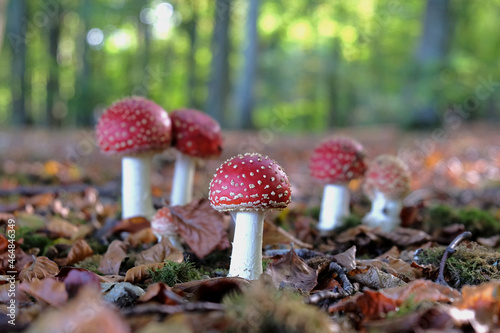 Red and white capped fly agaric mushrooms in beech woodland.