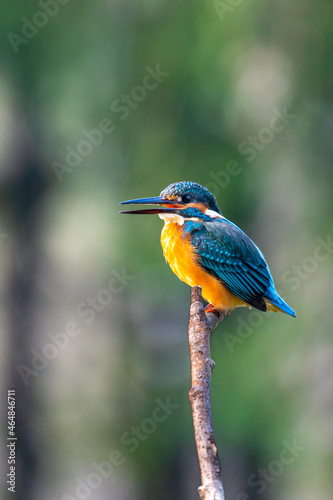 Close-up of a blue kingfisher sitting on a branch during spring time on sunny day