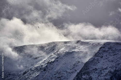 A gull gliding over the peaks  Norway