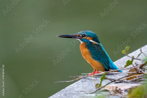 Close-up of a blue kingfisher sitting on a branch during spring time on sunny day