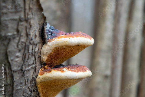 Mushrooms on the trunk of an old tree against a forest background. Mushroom close-up in the natural environment. Beautiful forest landscape