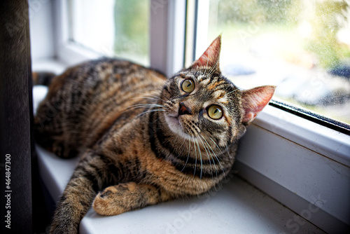 The tabby cat lies on the windowsill and looks attentively.