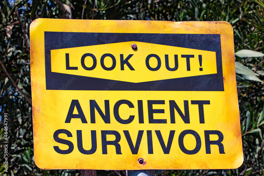 Fototapeta premium Humorous Yellow sign indicating to look out for Ancient Survivor