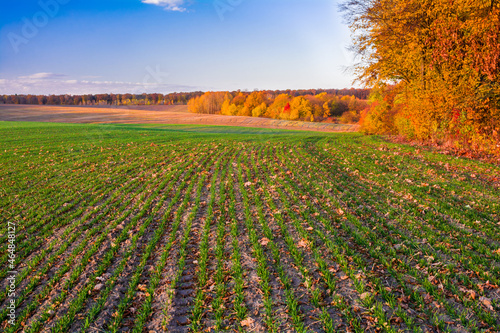 Green field of young sprouts of winter wheat on the edge of autumn forest. Trees in autumn colors on the horizon. Beautiful autumn landscape