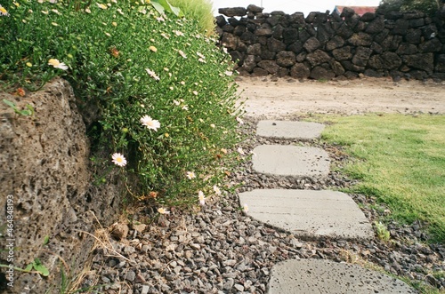 flower on the road photo