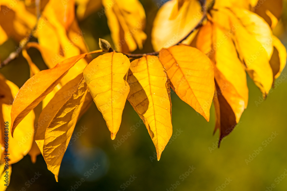 Obraz premium Herbstfarben