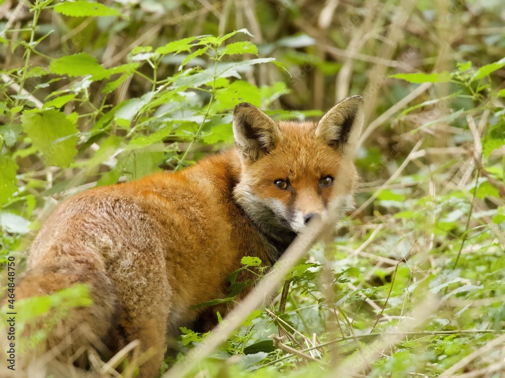 Fototapeta premium red fox in the forest