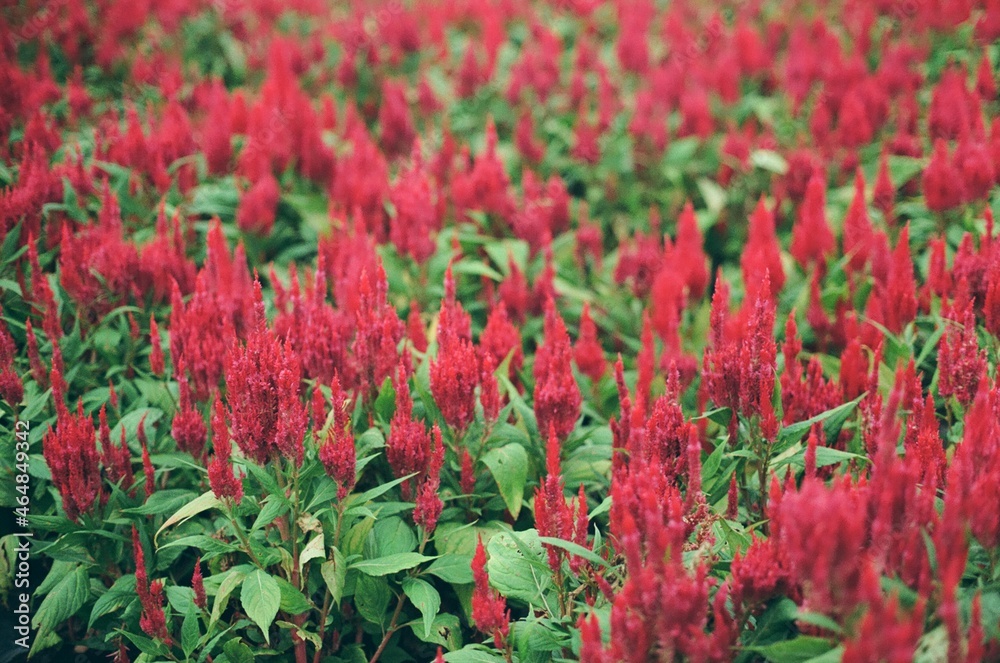 plant and flower in the garden