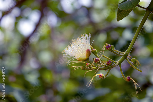 The beauty of flower of the souari  nut as know as pequi. Typical edible fruit from the Cerrado biome in midwestern Brazil. Species Caryocar brasiliensis. Gastronomy photo