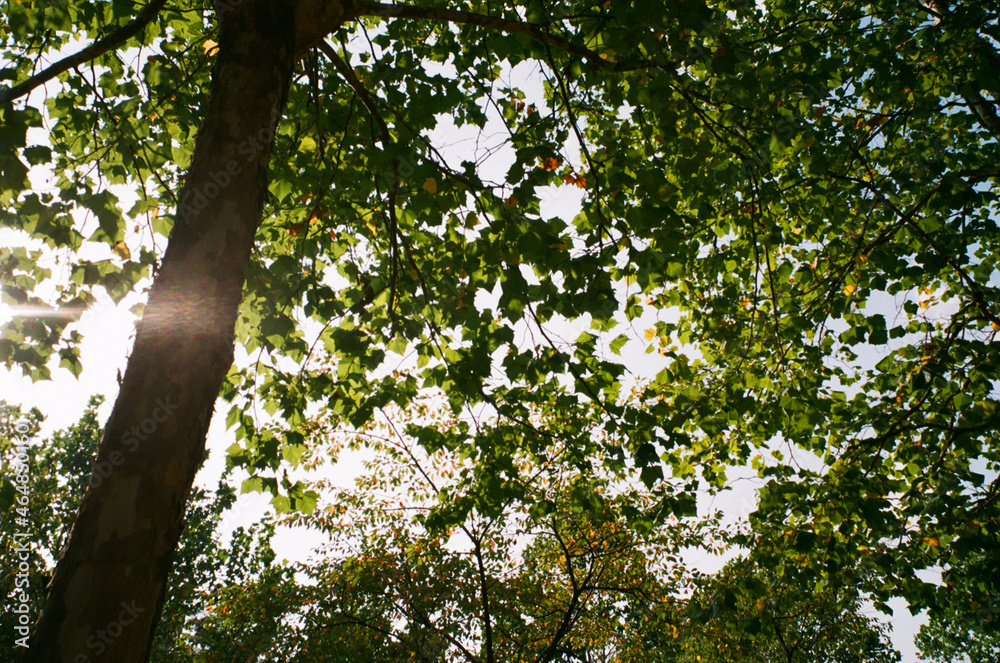 Fototapeta premium tree and flower in the park